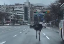 theindiaprint.com nothing a free riding ostrich in a south korean city untitled design 2024 03 28t11