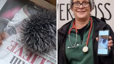 theindiaprint.com nurses sick baby hedgehog all night long only to discover it was a hat bobble unti 1