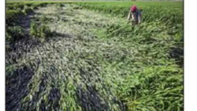 theindiaprint.com rain and hail damaged north indias wheat mustard and sugarcane crops 108219397