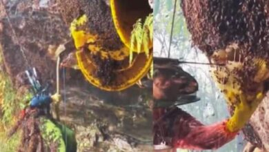 theindiaprint.com this video of beekeepers taking honey out of hives will freeze your spine untitled