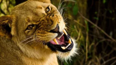 theindiaprint.com why lionesses hunt more accurately than lions img 2 2024 03 28t104825.235 2024 03