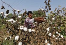 theindiaprint.com a comprehensive strategy is necessary for cotton growing 2024 4largeimg 1062173068