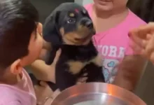 theindiaprint.com watch rottweiler is welcomed by an indian family with aarti and internet users are