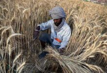 theindiaprint.com wheat harvesting has begun although the area has only received 88 mt thus far 2024