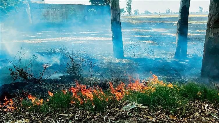 In two districts, agricultural residue burning continues unabated